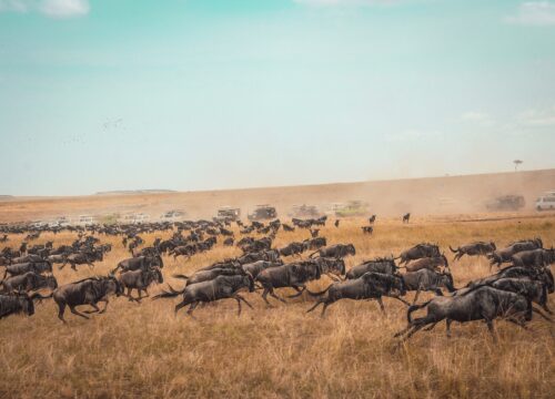 Experience the Wonders of Nairobi and Amboseli National Park on a 5-Day Safari with East Africa Destinations