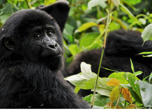 8 Days Uganda Primate Adventure