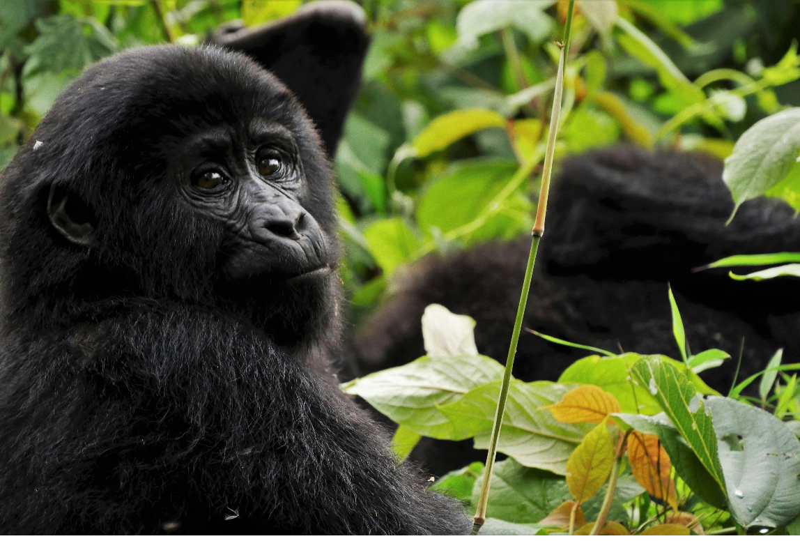 8 Days Uganda Primate Adventure