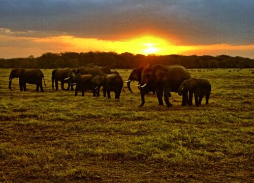 6 DAYS 5 NIGHTS AMBOSELI, LAKE NAKURU, MASAI MARA LUXURY SAFARI