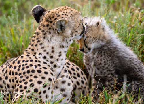 7 DAYS KENYA & TANZANIA WILDLIFE SAFARI